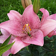 Лилия ЛА-гибрид Свит Шугар Лилия ЛА-гибрид Свит Шугар