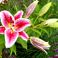 Лилия восточная Тасман Лилия восточная Тасман