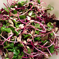 Микрозелень  Редис