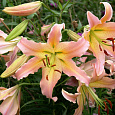 Лилия ОТ-гибрид Элюзив
