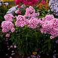 Флокс метельчатый Милый друг Флокс метельчатый Милый друг