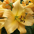 Лилия ОТ-гибрид Морини Лилия ОТ-гибрид Морини