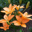 Лилия ЛА-гибрид Ориндж Кокот Лилия ЛА-гибрид Ориндж Кокот