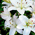 Лилия азиатская Навона Лилия азиатская Навона