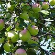Яблоня  Бабушкино Яблоня  Бабушкино