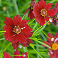 Кореопсис ланцетовидный Twinkle Red
