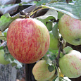 Яблоня Осеннее полосатое Яблоня Осеннее полосатое