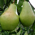 Груша плодовая Феерия Груша плодовая Феерия