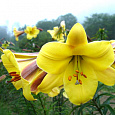 Лилия трубчатая Йеллоу Планет