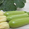 Кабачок  Мини-цукини