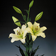Лилия ЛА-гибрид Эрколано