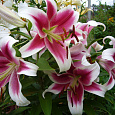 Лилия ОТ-гибрид Бон Ши Лилия ОТ-гибрид Бон Ши