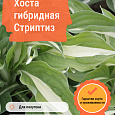 Хоста гибридная Стриптиз Хоста гибридная Стриптиз