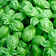 Базилик овощной Тонус