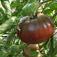 Томат Черный барон