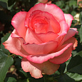 Роза чайно-гибридная Сандра