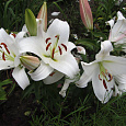 Лилия ОТ-гибрид Замбези