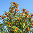 Рябина Солнечная (Дочь Кубовой)