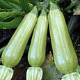Кабачок Сангрум F1