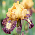 Ирис бородатый Реальгар