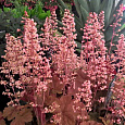 Гейхера Pink Pearls