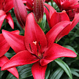 Лилия ЛА-гибрид Блэкберн Лилия ЛА-гибрид Блэкберн