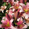 Лилия от-гибрид Спейс Маунтин Лилия от-гибрид Спейс Маунтин