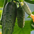 Огурец гибридный F1 Муравей