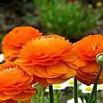 Лютик (Беквичия) Азиатский Orange