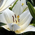 Лилия восточная горшечная Тру Эмоушн Лилия восточная горшечная Тру Эмоушн