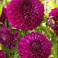 Георгина махровая Boom Boom Purple