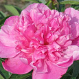 Пион травянистый Букет Перфект
