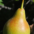 Груша плодовая Феерия Груша плодовая Феерия