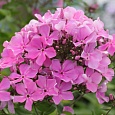 Флокс Метельчатый Полька-Бабочка Флокс Метельчатый Полька-Бабочка
