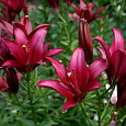 Лилия ЛА-гибрид Сигалон Лилия ЛА-гибрид Сигалон