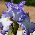 Ирис бородатый Акрополь