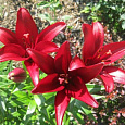 Лилия ЛА-гибрид Блэкберн Лилия ЛА-гибрид Блэкберн