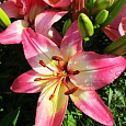 Лилия азиатская Лоллипоп Лилия азиатская Лоллипоп