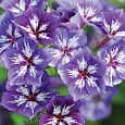 Флокс друммонда Волшебный узор