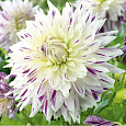 Георгина махровая Akita's Striped