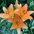 Лилия ла-гибрид Глоуб Лилия ла-гибрид Глоуб