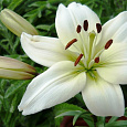 Лилия ОТ-гибрид Элиси