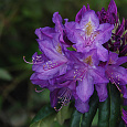 Рододендрон гибридный Лиз Дак Пёпл