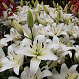 Лилия азиатская Навона Лилия азиатская Навона