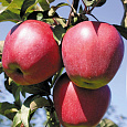 Яблоня Красное раннее Яблоня Красное раннее