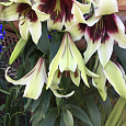 Лилия видовая Куси Мая