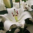Лилия ОТ-гибрид Замбези
