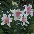Лилия ЛО-гибрид Триумфатор Лилия ЛО-гибрид Триумфатор