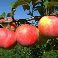 Яблоня Услада Яблоня Услада