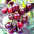 Черешня Речица